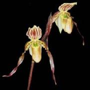 unknow artist Realistic Orchis oil painting